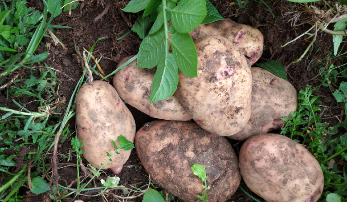 Irish Potatoes from Kenya